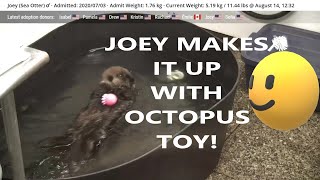 Joey makes it up with Octopus toy!