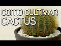 como cuidar los cactus y suculentas