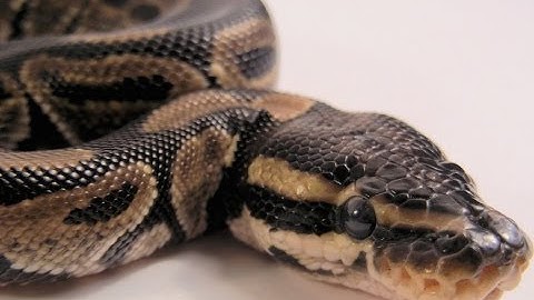 BALL PYTHON FEEDING w/timelapse