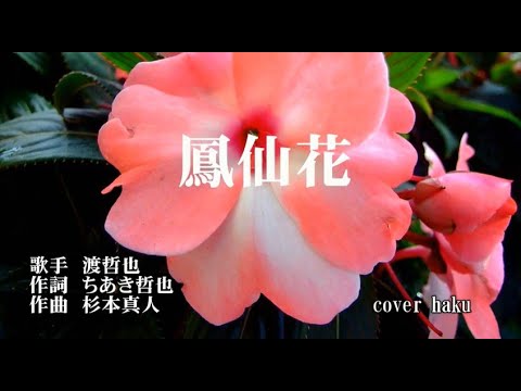 鳳仙花　渡哲也　歌唱　haku