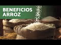Beneficios de alimentar a tus pájaros 🐦 con ARROZ: Una opción saludable para CANARIOS