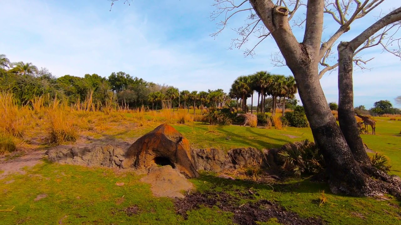 The Safari ride at Disney's Animal Kingdom - YouTube