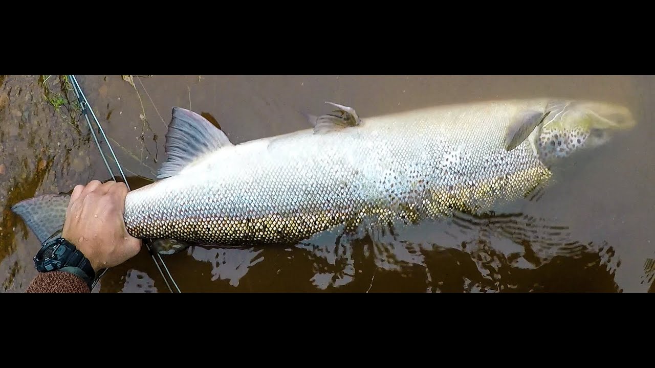 Hooked up to a Large Nova Scotia Salmon YouTube