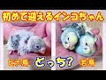 どちらをお迎えしたら良いのでしょうか?
