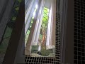 Casa com jardim em São Paulo #Bomdia #casacomjardim