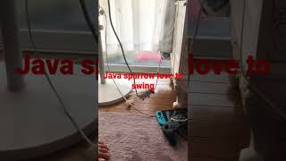 Celebrity Java sparrow love to swing & dance Wealth