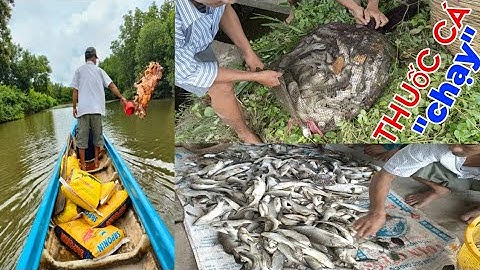 thuốc cá "đuổi hay thuốc cá chạy" ban ngày vuông tôm Năm Căn Cà Mau