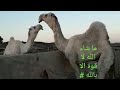 Camel بعير اوضح على جميع الشروط  للبيع  التفاصي