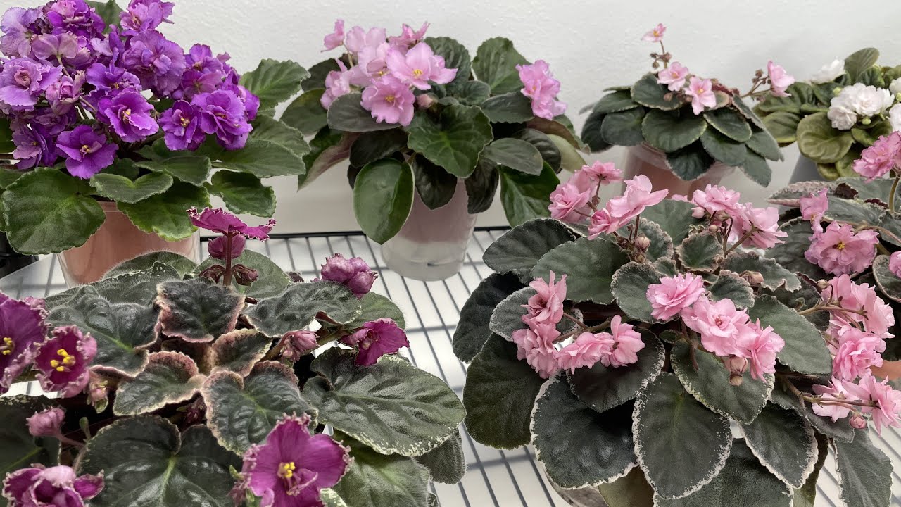 African Violets & Other Gesneriads in September 2024 - Part 1 – Standards