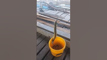 câu tôm mà dính toàn cá lạ không mọi người ơi mọi người biết con này không #cauca#song#chê miền tây