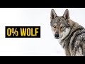 10 Dogs That Look Like Wolves