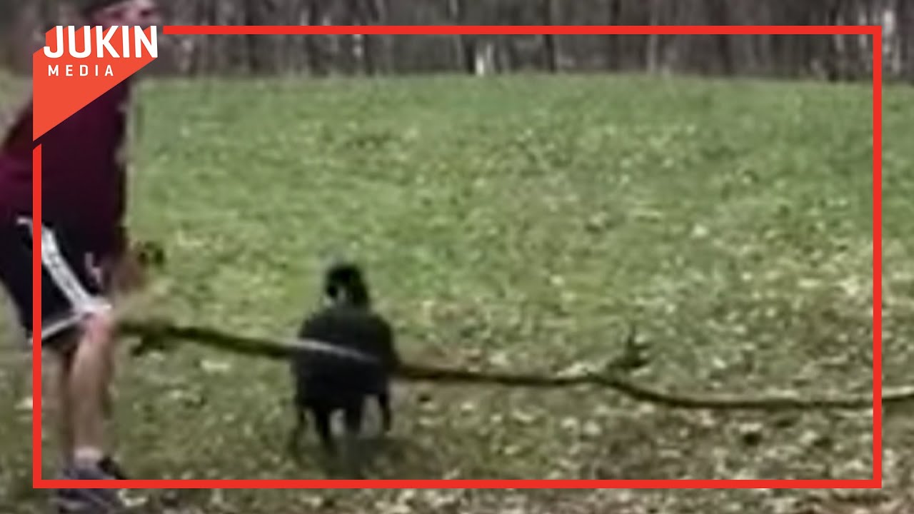 clips for crocs Dog Accidentally Hits Owner in Crotch with a Long Stick