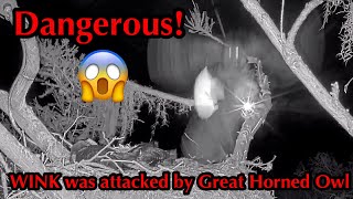 #431🦅Brutus🐥64° & Peanut🐥59°／Winter Park Eagle Nest 2026／Against All Odds:One-Eyed Mom／Wink💗Atlas