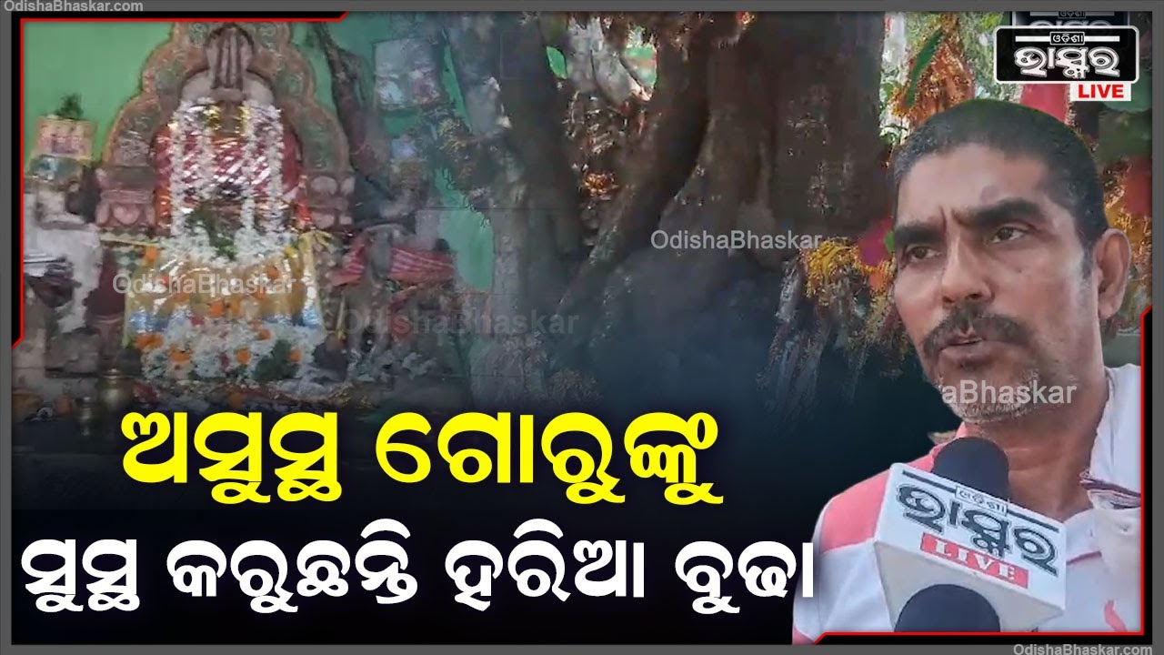 ବହୁ ପୁରାତନ ମନ୍ଦିର ହରିଆ ବୁଢ଼ା ମନ୍ଦିର ୫୦ ବର୍ଷ ପୂର୍ବର ମନ୍ଦିର I ଅସୁସ୍ଥ ଗୋରୁଙ୍କୁ ସୁସ୍ଥ କରୁଛନ୍ତି ହରିଆ ବୁଢା