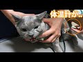 注射の前にニャメロォ！とドナルド声で抗議するおこな猫【検温編】。ロシアンブルー