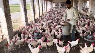 Harvesting Chicken Egg Collecting Daily Routine | Chicken Farming | Part 94