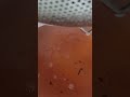 Варенье с сосновых шишек, очень полезное  от бронхита и простуды