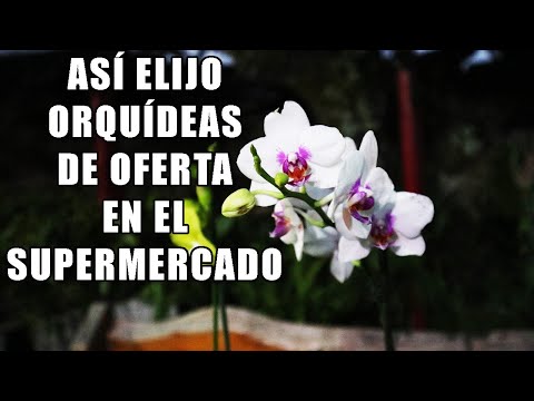 Video: ¿Cuál es la diferencia entre una orquídea y una phalaenopsis: comparar y evaluar?