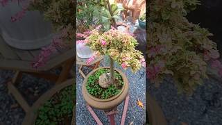 Sân Vườn Đẹp. #TMtv.