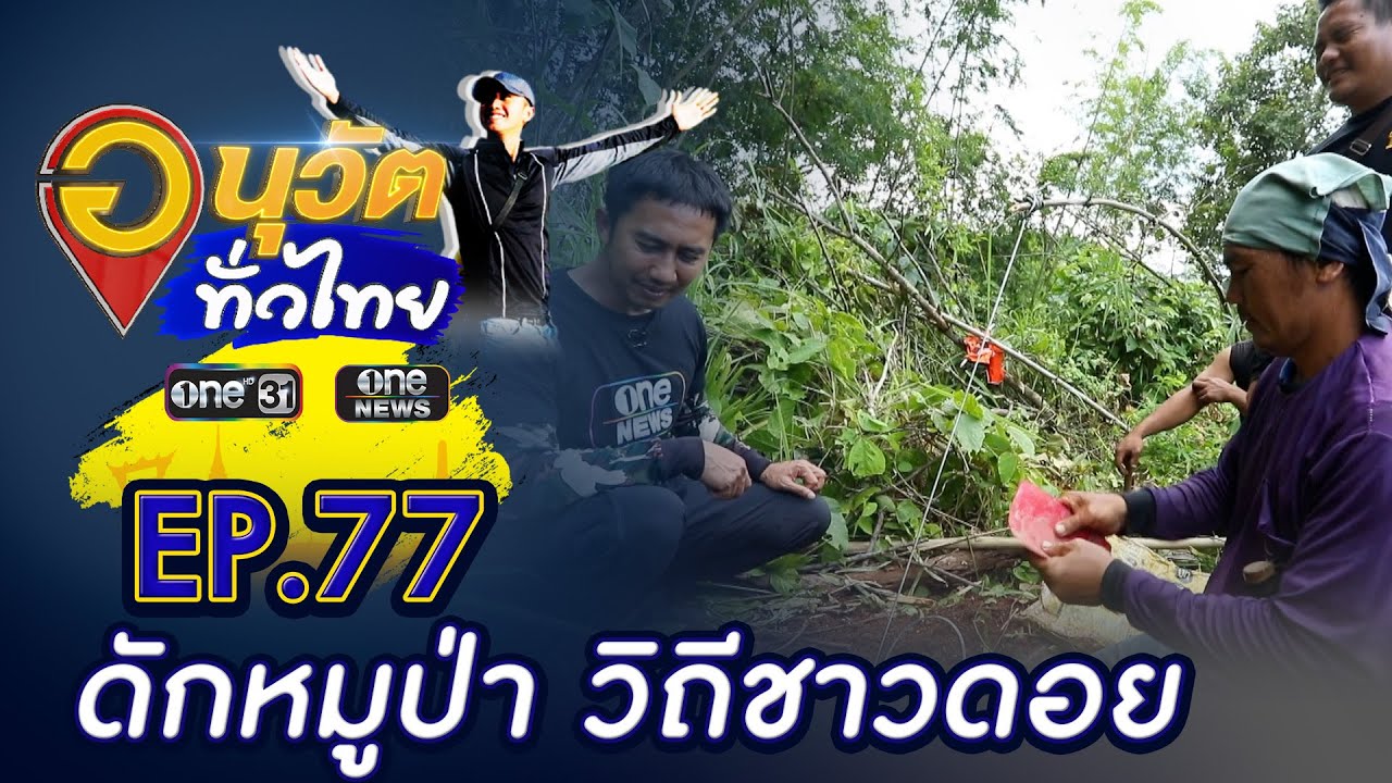 ดักหมูป่า วิถีชาวดอย อ.แม่อาย จ.เชียงใหม่ | อนุวัตทั่วไทย | EP 77 | ข่าวช่องวัน | one31
