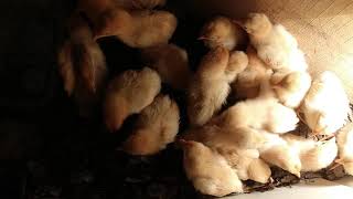 Buff Orpington Chicks - One Week Old
