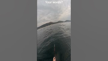 What words would you use to describe this? #fishing #frenzy #manyanimals #kayakfishing #gonefishing