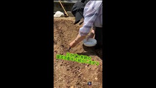 [For Seniors] Gardening activities that add enjoyment to daily life: from sowing seeds and watering to viewing and harvesting