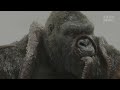 Pure action cut 4k all monster scenes before survivors regroup  kong skull island 2017 action