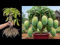 Best Skill Technique Grafting Mango Tree with Aloe Vera Fruit / how to grow mango tree fruits