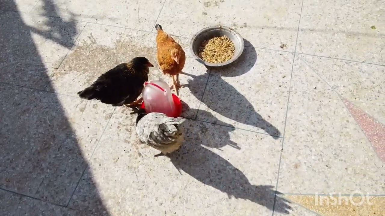 أول يوم مع الدجاج 🐓🐔