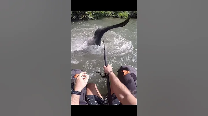 Catfish on the surface at the topwater 😲🎣 Silure surface         #fishing #catfish #hindishorts