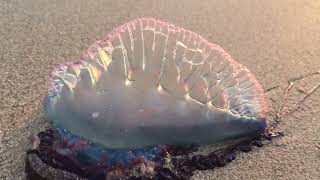 poisonous jellyfish. МЕДУЗА - португальский кораблико