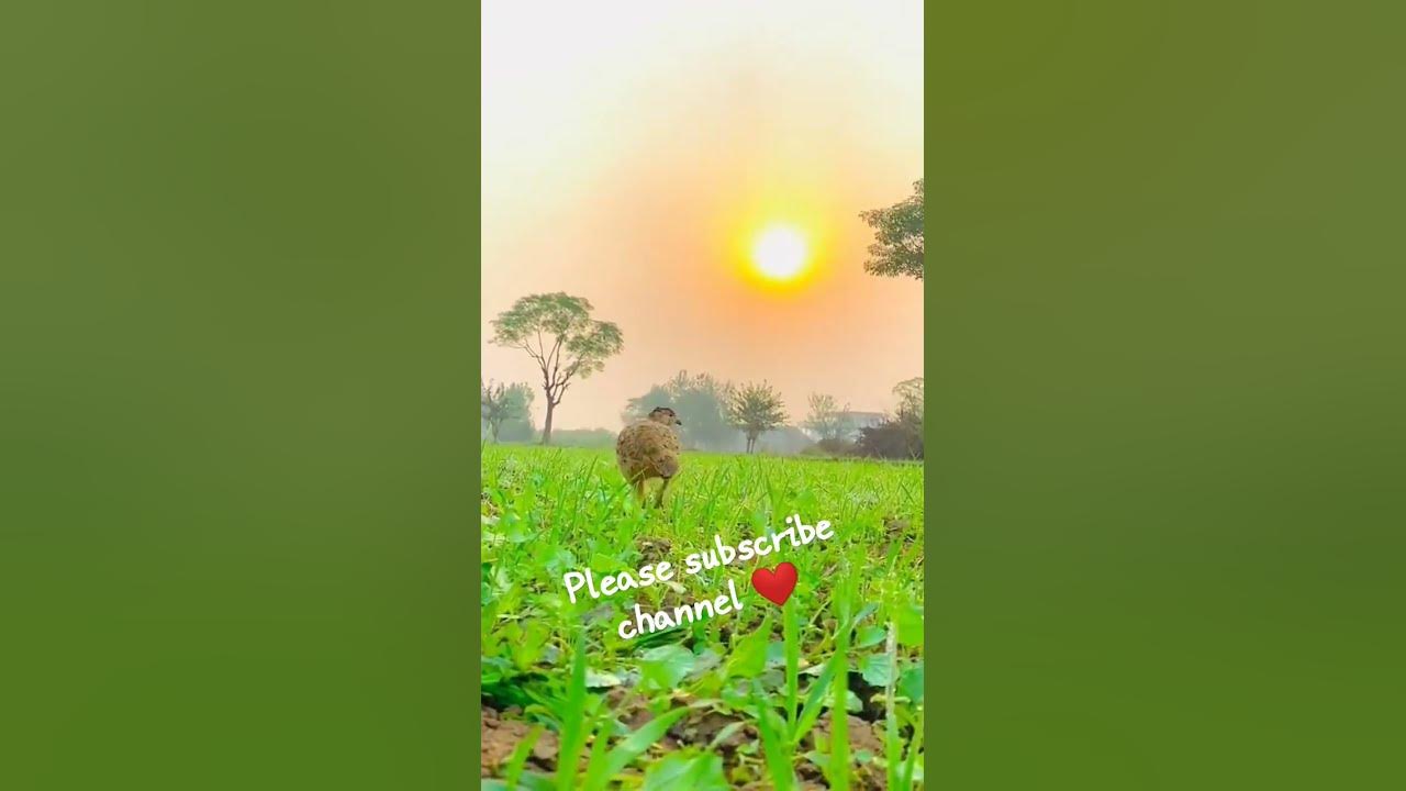 is-bird-ka-naam-kya-hai-comment-mein-batao-please-subscribe-my