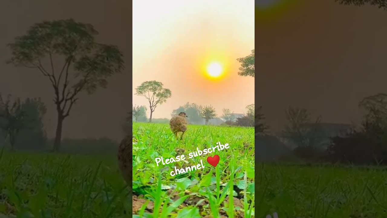 Is Bird Ka Naam Kya Hai Comment Mein Batao please subscribe my Is Bird Ka Naam Kya Hai Comment Mein Batao please subscribe my
