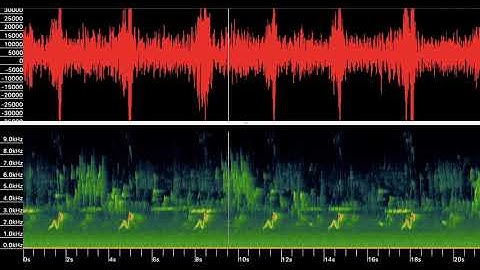 Bioacoustic Sound Sample with Visualization