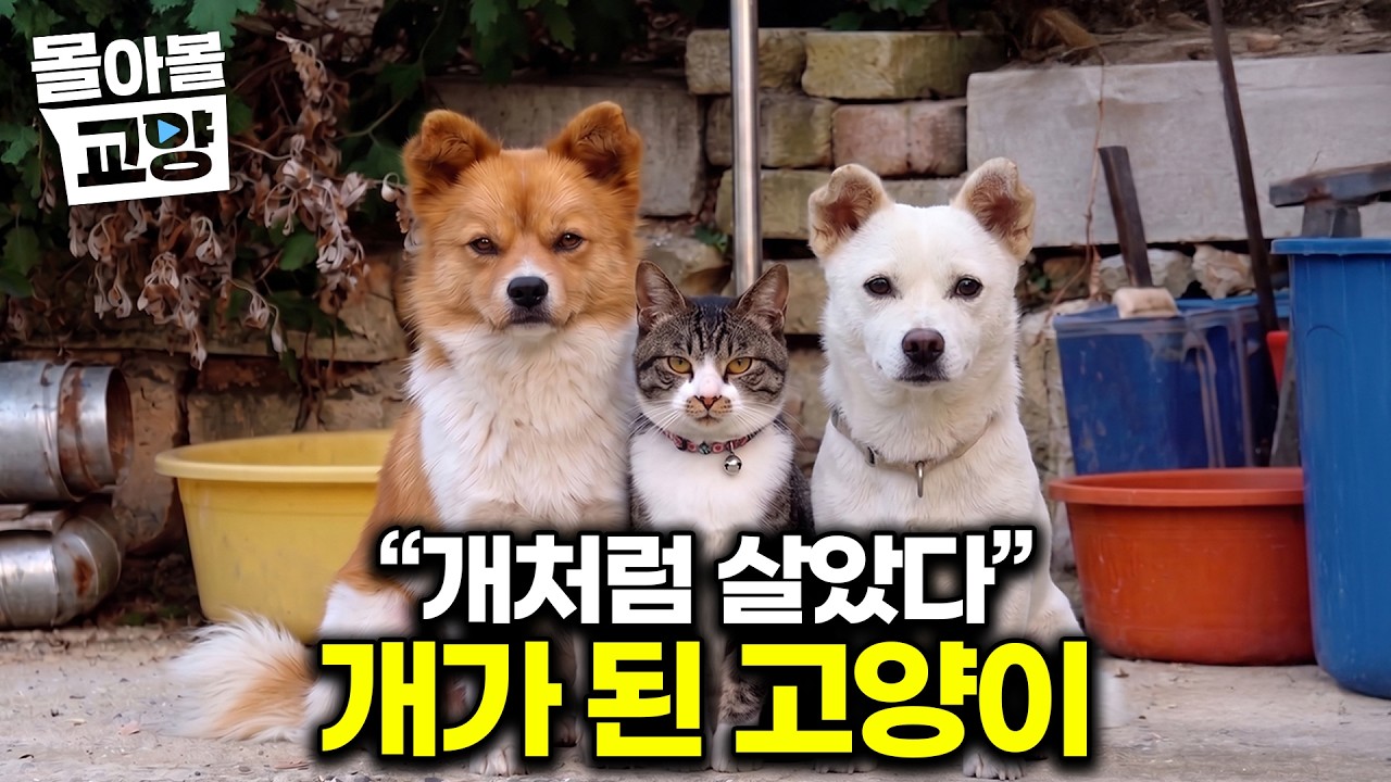 "뭐 이런 고양이가 다 있어?ㅋㅋㅋ" 개와 같이 자라면 생기는 일 #몰아볼교양