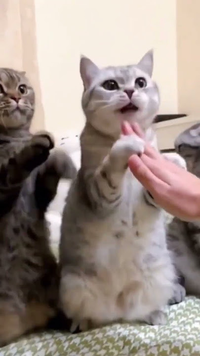 Genk Kucing Salaman