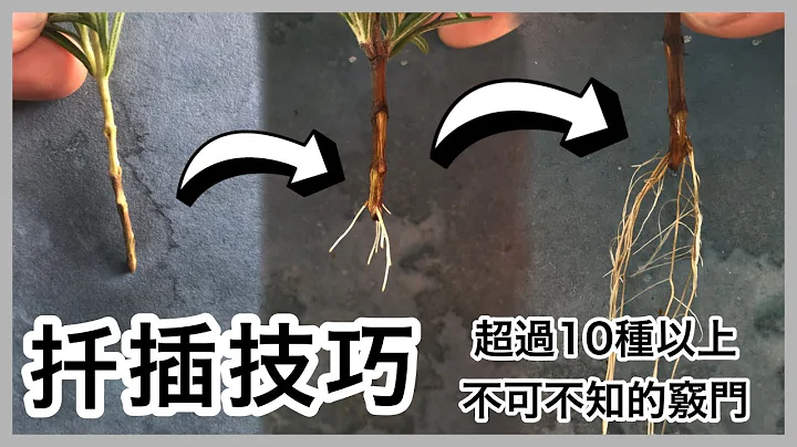 植物要怎麼扦插，成功生根的關鍵  Propagate Plants from Cuttings - 天天要聞