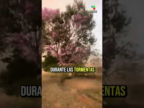 ⛈️ ¿Paraguay está a las puertas de otro temporal fuerte?