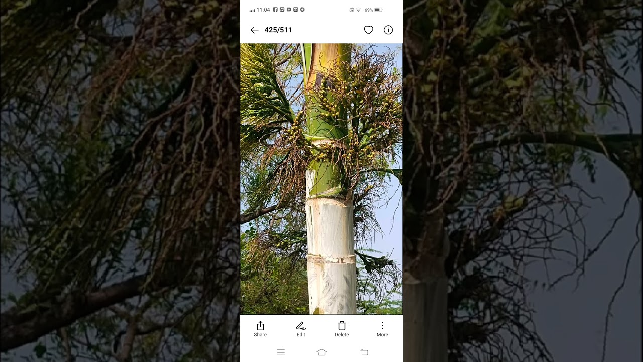    ಅಡಿಕೆ 8 year ತೋಟಗಳಲ್ಲಿ ಮಣ್ಣು ಹಾಕದೆ ,ನೀರು, ಪೋಷಕಾಂಶ ಮತ್ತು ಮಲ್ಚಿಂಗ್   ಎಕರೆಗೆ 8  to 10 ಲಕ್ಷ  profit 