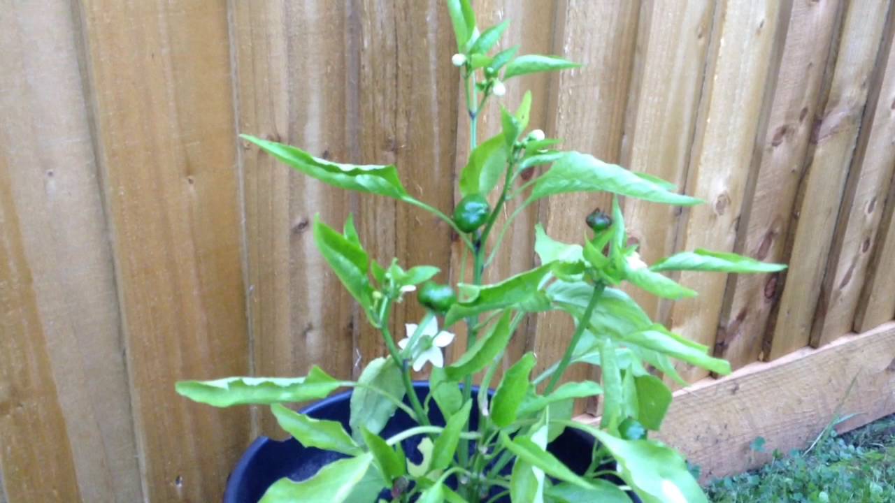 When Can I Plant Peppers Outside Uk?