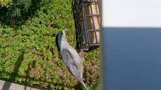 Slow Motion of White-Breasted Nuthatch Eating at Suet Feeder by Corey G 5 views 2 years ago 46 seconds