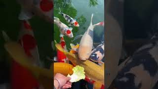 Aquarium 4K VIDEO ULTRA HD 🐠 Beautiful Relaxing Coral Reef Fish   Relaxing Sleep Meditation Music 3