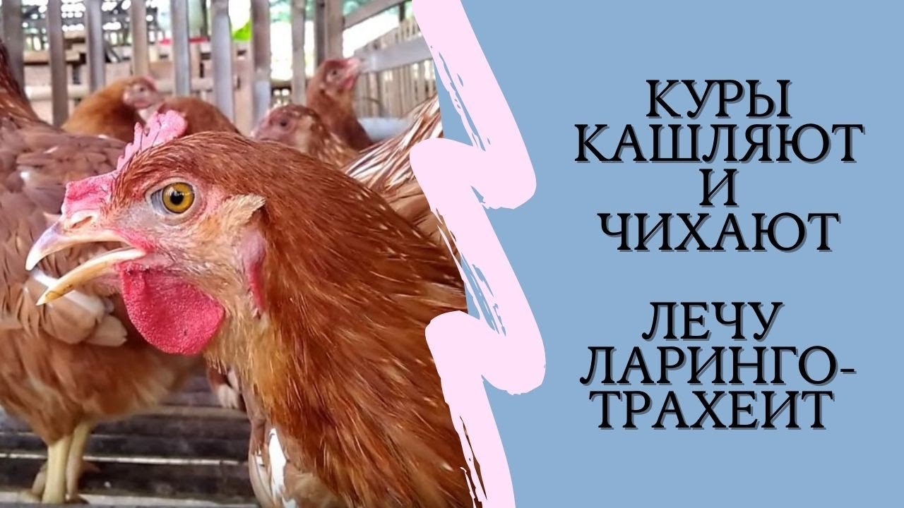 чихает кура. чихает кура. инфекционный бронхит птиц. желточный перитонит у кур. чихает кура.
