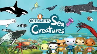 Octonauts sea creatures | What kind of sea animals appear in the Octonauts cartoon? | Kids Draw