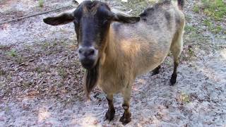 Goat Tv - Inside Robs Head - Robmccoy9