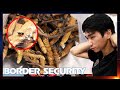 Pests Found Crawling In Hidden High-Risk Organic Material 😣 Border Security