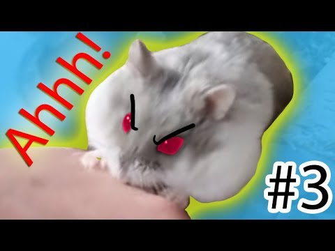 Video: Wie Man Einen Hamster Vom Beißen Abhält