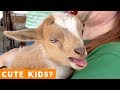 Cutest Baby Goat Compilation Ever! | Funny Pet Videos