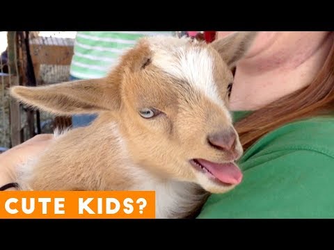 cutest-baby-goat-compilation-ever!-|-funny-pet-videos